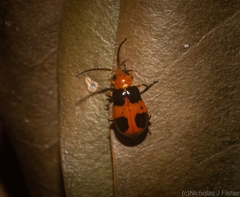 Aulacophora hilaris