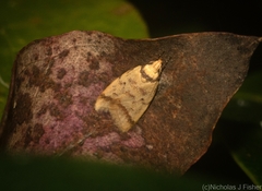 Heteroteucha anthodora