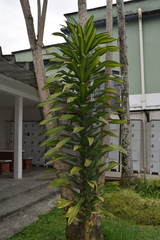 Dracaena fragrans