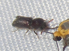 Xylobiops basilaris