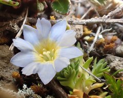 Gentiana sedifolia