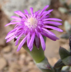 Smicrostigma viride