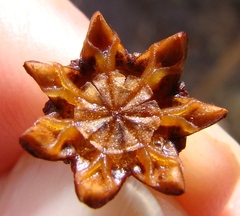 Smicrostigma viride