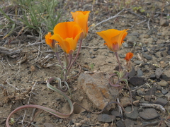 Calochortus kennedyi kennedyi