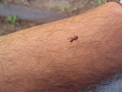 Steatoda ancorata
