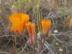 Calochortus kennedyi kennedyi