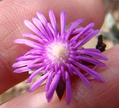 Smicrostigma viride