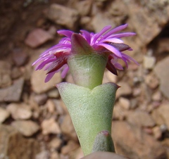 Smicrostigma viride