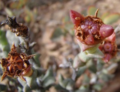 Smicrostigma viride