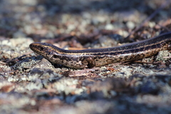 Oligosoma kokowai
