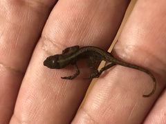 Anolis sabanus