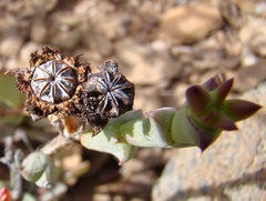 Smicrostigma viride