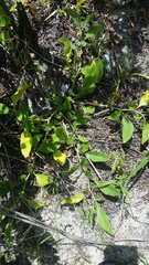 Physalis lanceolata