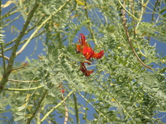 Sesbania coccinea atollensis