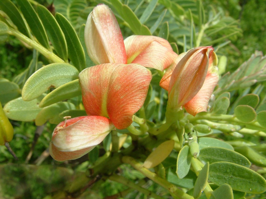 Sesbania coccinea (L.f.) Poir.