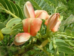 Sesbania coccinea