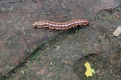 Orthomorpha