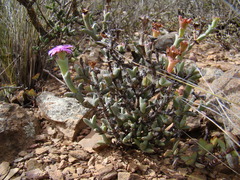 Smicrostigma viride