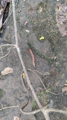 Orthomorpha