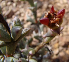 Smicrostigma viride