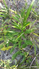 Physalis lanceolata