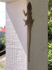 Anolis sabanus