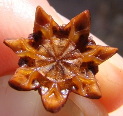 Smicrostigma viride