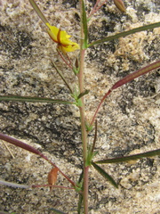 Chamaecrista pumila