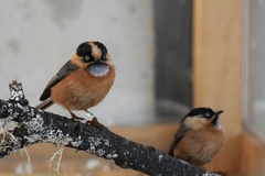 Rufous-Fronted Bushtit photo 1