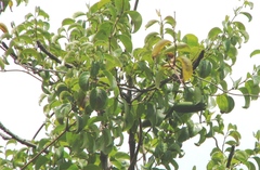 Decalepis hamiltonii