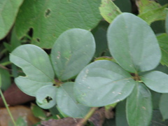Dioscorea pentaphylla