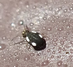 Sminthurinus quadrimaculatus