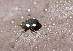 Sminthurinus quadrimaculatus