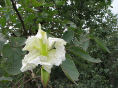 Dolichandrone