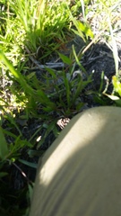 Eremochloa ophiuroides