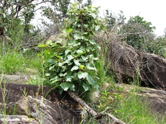 Ficus arnottiana