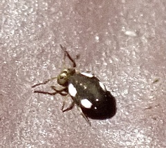 Sminthurinus quadrimaculatus