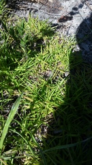 Eremochloa ophiuroides