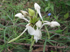 Habenaria roxburghii