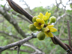 Hemidesmus indicus