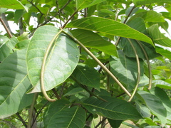 Holarrhena pubescens