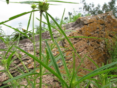 Leucas lavandulifolia