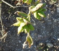 Astragalus glycyphyllos