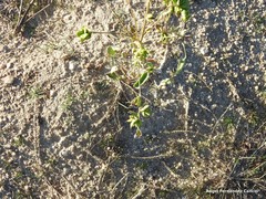 Astragalus glycyphyllos