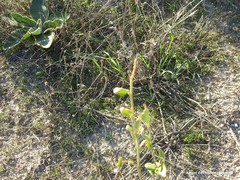 Astragalus glycyphyllos