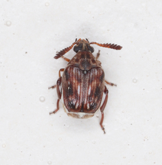 Megacerus cubiculus