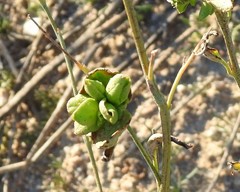 Astragalus glycyphyllos
