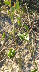 Astragalus glycyphyllos