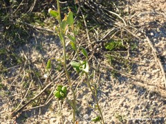 Astragalus glycyphyllos