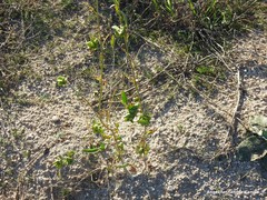 Astragalus glycyphyllos